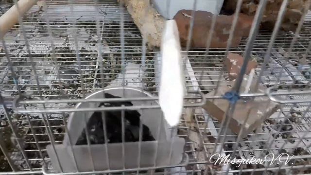 Клетка для клестов смотреть онлайн