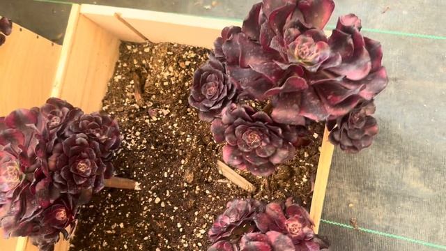 SEN DA HÀN QUỐC AEONIUM CHÙM, ĐỘT BIẾN FOR SALE | A. THUY 669 285 9125 смотреть онлайн