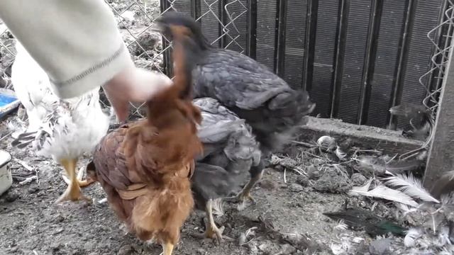 Подарок из Вологды! смотреть онлайн