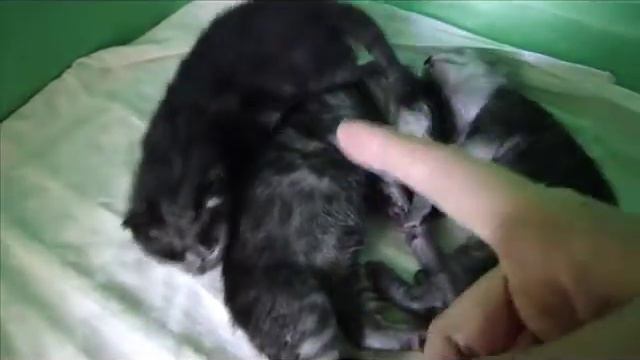 Наши первые угольки 23.03.2018 г.р. смотреть онлайн