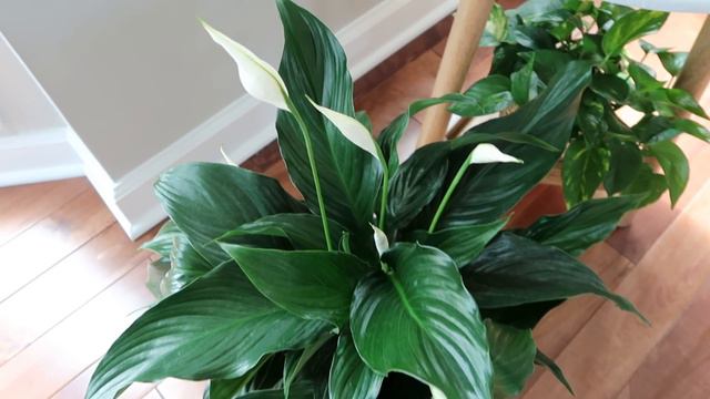 House Plants Tour & House Plant Care Tips | Best House Plants for Beginners смотреть онлайн