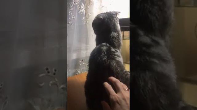 Чем занимается Кошка ,когда Котята спят! смотреть онлайн