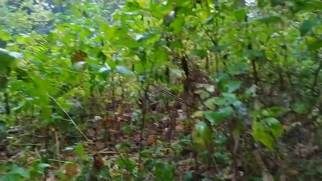 Тропинка из опят! Где и когда искать грибы опята? смотреть онлайн