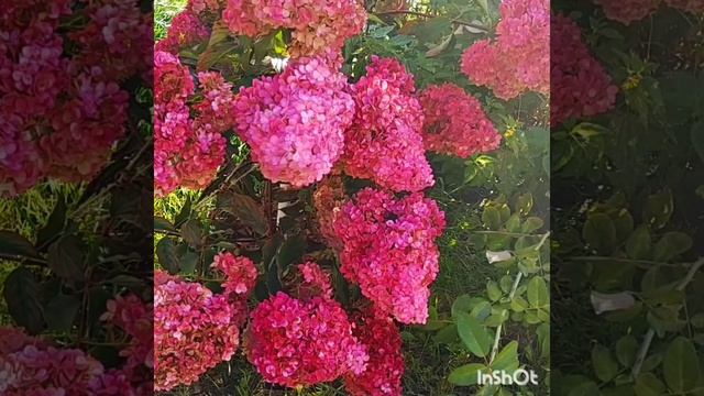 Как нарастить огромные шапки у гортензии?! Моя схема ухода и подкормок смотреть онлайн