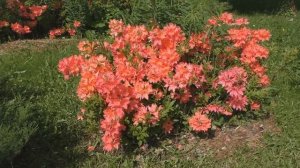 Рододендрон японский.