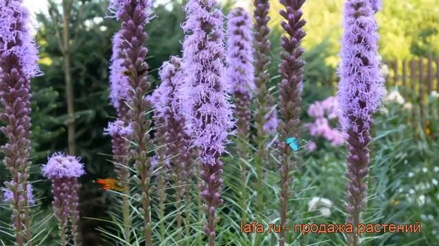 Лиатрис колосковый (liatris spicata) ? колосковый лиатрис обзор: как сажать, рассада лиатриса смотреть онлайн