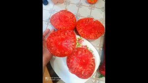 Томат загадка природы. Стоит ли садить?