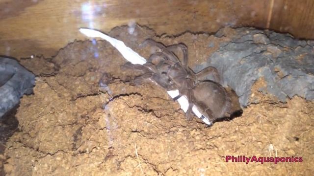 TUG of WAR with a Goliath Bird Eating Tarantula смотреть онлайн