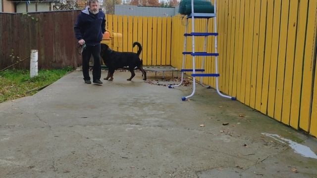 ПОСТОЯННО ТЯНУЩАЯ СОБАКА-ЭТО СУДЬБА? Воспитание ротвейлера без дрессировки смотреть онлайн