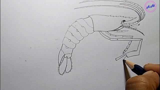 how to draw Shrimp fish step by step easy - Amena Art смотреть онлайн