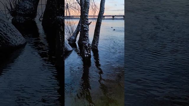 кто то или что то странное исчезло под водой#зверь невиданный#днепр#киев#река#нетвойне#что это?