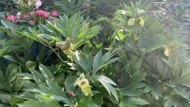 Зацвели розы. Пионы-незнакомцы. Новые растения в сад. смотреть онлайн