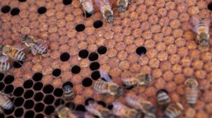 Матка пчелы 2019/Что собой представляет пчелиная матка