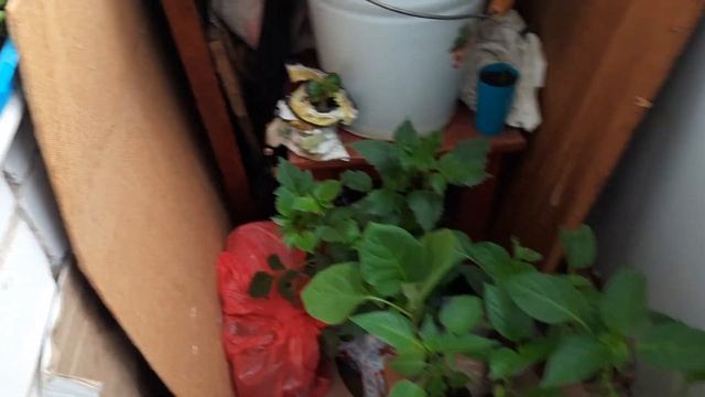 Моя рассада на 17 мая. Обзор. Нижегородская область. #рассада2022 #рассада смотреть онлайн