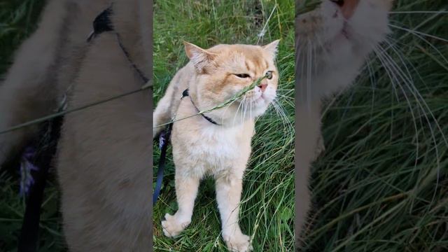 британская золотая шиншилла