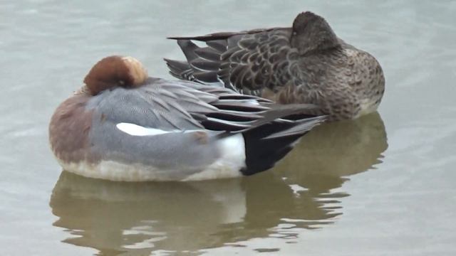 駕与丁公園散歩:渡り鳥たちと椿・梅・水仙・三毛猫・雀に出会う　癒しの風景2024/2/22Soothing Scenery While Strolling Through Kayocho Park