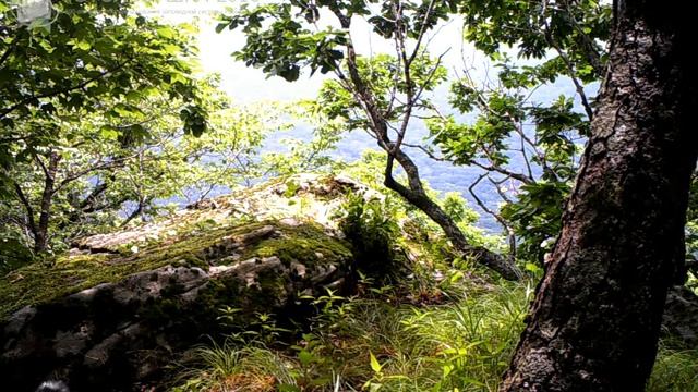 ID1557/ФГБУ Земля леопарда/Кошачьи/Хозяин заповедника Кедровая падь (5) смотреть онлайн
