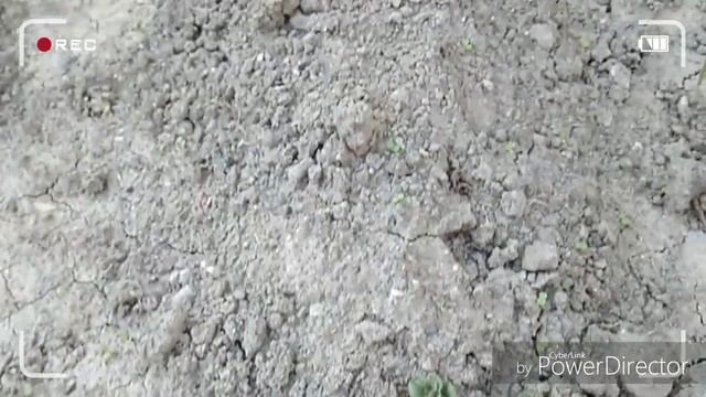 Картофель Киви растет.Кот агроном смотреть онлайн