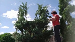 Топиарная стрижка можжевельника Блю Альпс от начала до конца.