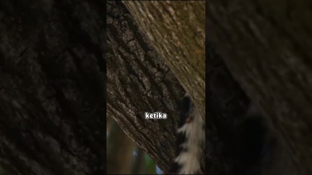 CARA BERBURU MACAN TULTUL🤯 смотреть онлайн