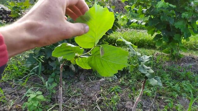 ФУНДУК . Один из вредителей который грызет лист на фундуке .