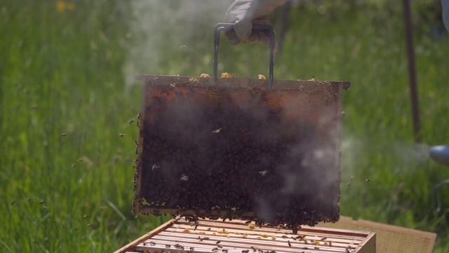 ПЧЁЛЫ далеко не только мёд. Интересные факты. Обучающее видео для развития смотреть онлайн