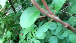 Прививка киви