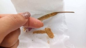 4 способа размножения орхидей # как размножить фаленопсис # phalaenopsis orchids