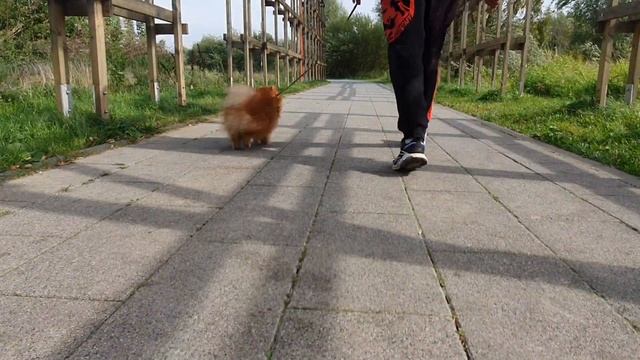 Как приучить собаку к прекращению нежелательных действий командой «ФУ» смотреть онлайн