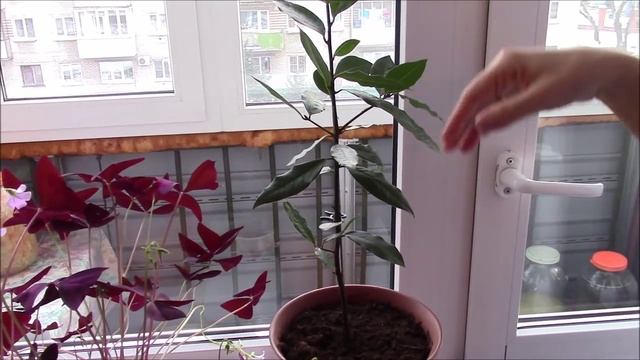 Мои комнатные растения. Комнатные цветы смотреть онлайн