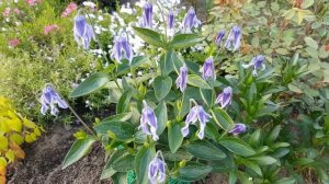 Клематис цельнолистный . Clematis .