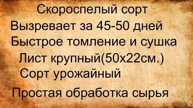 Дегустация Берли Краснодар