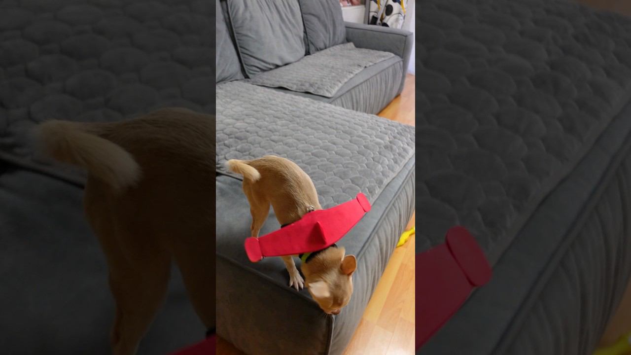 Не поделили телевизор! #shorts #викаgo смотреть онлайн