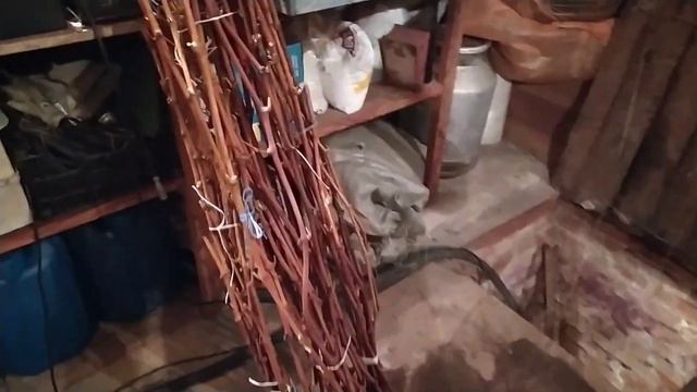 Новый способ хранения саженцев винограда. смотреть онлайн
