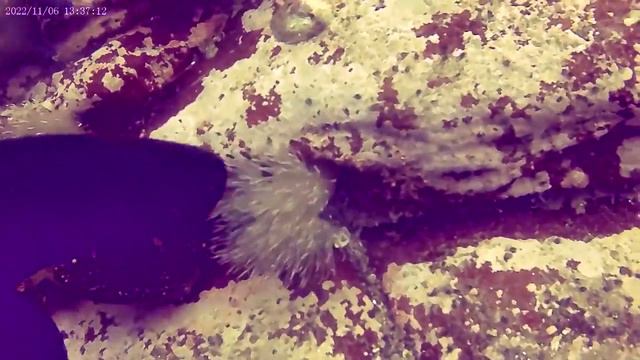 Дайв. о.Русский. бухта Ахлестышева смотреть онлайн