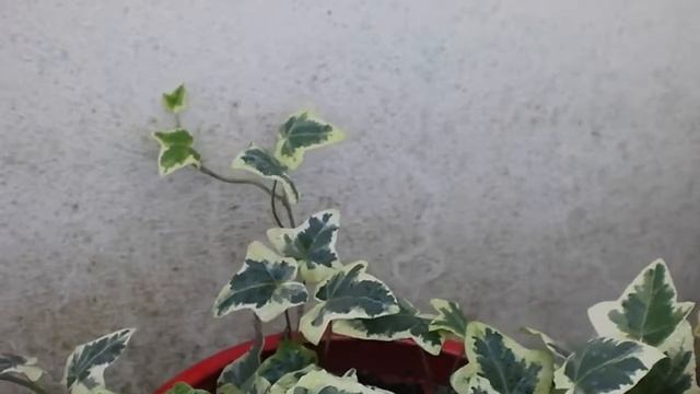 Плющ Хедерой в домашних условиях смотреть онлайн