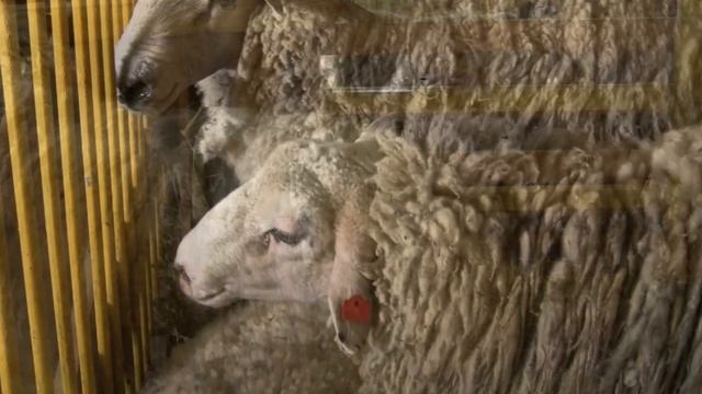 Разведение Линкольнской породы овец как бизнес идея | Овцеводство | Овцы Линкольнские смотреть онлайн