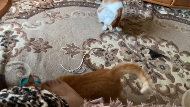 31 октября Дневные посиделки котиков смотреть онлайн