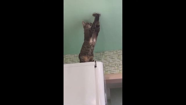 тик ток остался на второй год || тик ток мемы смотреть онлайн