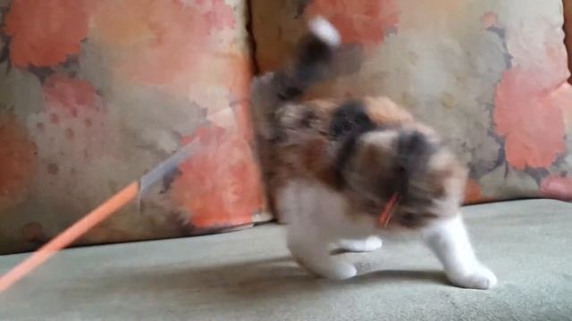 Кошечка скоттиш фолд черепаха мраморная с белым смотреть онлайн