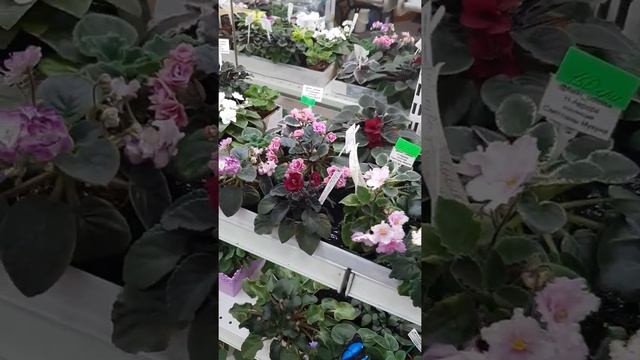 Купить фиалку в Одессе ? Легко! Огромный выбор фиалок Люстдорфская дорога 152/6 смотреть онлайн