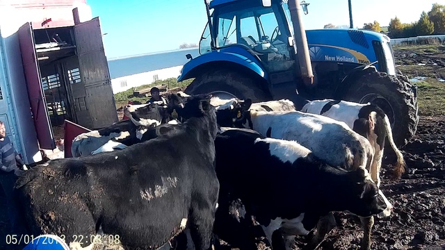 Продажа КРС Оптом Живым Весом! смотреть онлайн