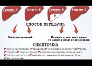 Вирусные гепатиты и их профилактика.