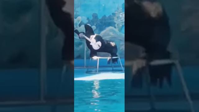😮ЧЕГО МОРСКОЙ ЛЕВ ИГРАЕТ НА ГИТАРЕ 😧 смотреть онлайн