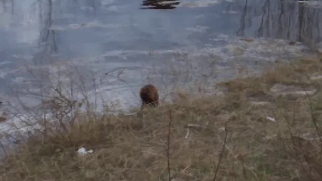 ОНДАТРА МОЕТСЯ НА БЕРЕГУ! :) ПЛЫВУЩАЯ ОНДАТРА. ОНДАТРА ПЛЫВЕТ И НЕ БОИТСЯ ПОДПЛЫТЬ К БЕРЕГУ. смотреть онлайн
