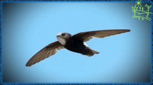 Голоса птиц Как поёт Стриж малый (Apus affinis).mp4