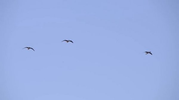 Охота на гуся весна 2013