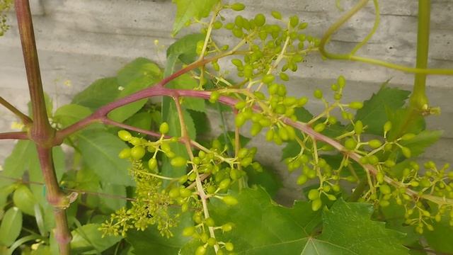 Виноград цимус просигналил , гроздь просто огромная. смотреть онлайн