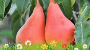 Груша плодовая Нарядная Ефимова ? Обзор: посадка и уход. крупномеры груши: описание и особенности