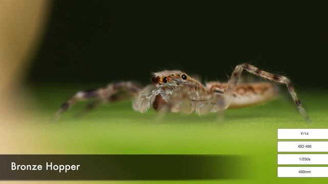 Canon 100-400mm + #Raynox DCR-250 for #Macro Photography?! | Is it a viable option? смотреть онлайн